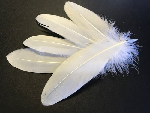 Types natural feathers - 40,