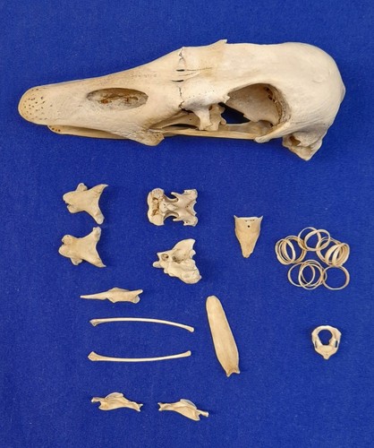 Genuine bird skull - genuine,