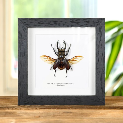 Stag beetle taxidermy - stag, in
