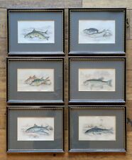 Antique Hand Coloured Engravings Fish Set of Six, W.H. Lizars