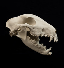 Bull Terrier Dog Skull Replica