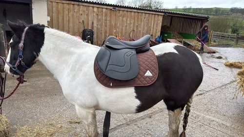 Inch pony saddle - inch,