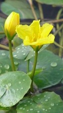 Dwarf yellow water lilly - water,