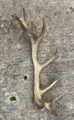 Large red deer - red,
