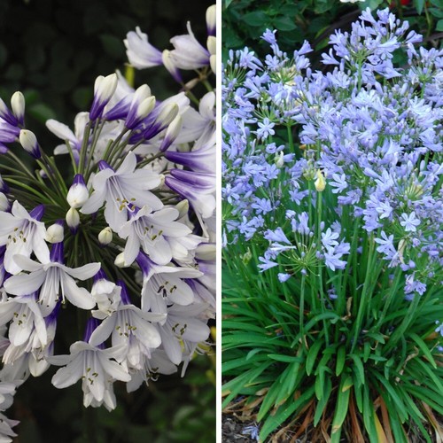 Agapanthus duo 9cmpots - agapanthus,