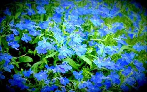 Lobelia cambridge light blue - cambridge,