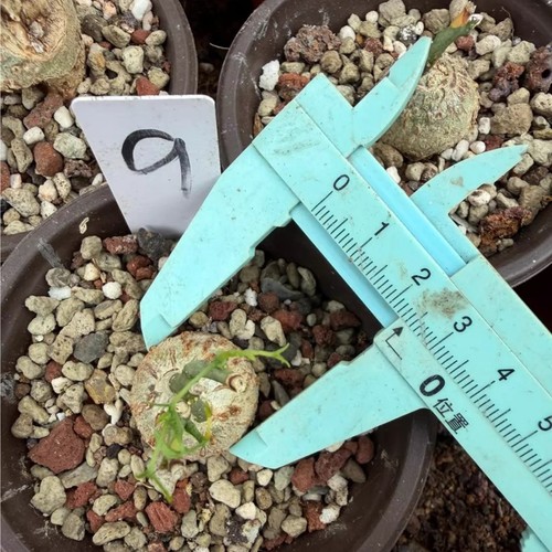 1piece 5cm seedgrowth - 1piece, 2.5cm