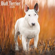 Bull Terrier Calendar 2026 -