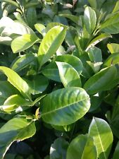 20X CHERRY LAUREL HEDGING PLANTS 2 lt POTS EVERGREEN TREES SHRUBS 2.5-3 FOOT