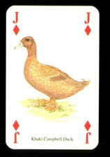 1 x playing card of a Khaki Campbell Duck ≠ Jack of Diamonds ≠ ZU 05