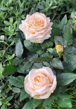 Rosa Peach Rose 9cm Pot