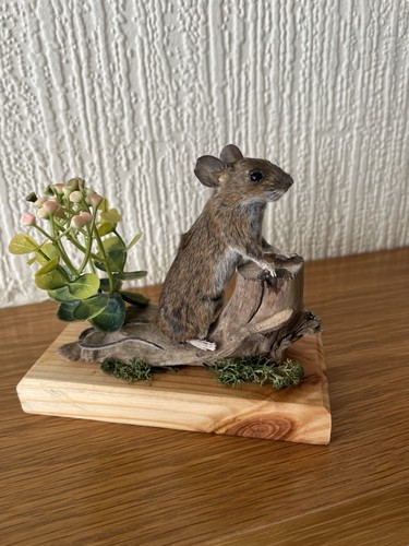 Taxidermy mouse - taxidermy,