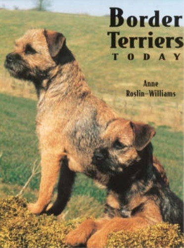 Border terriers today - terriers, of