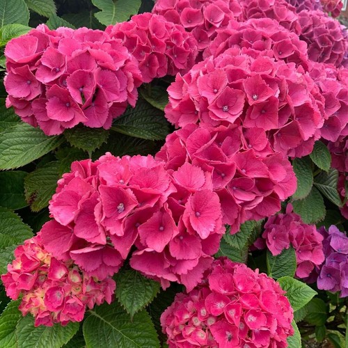 Hydrangea macrophylla masja - hydrangea,