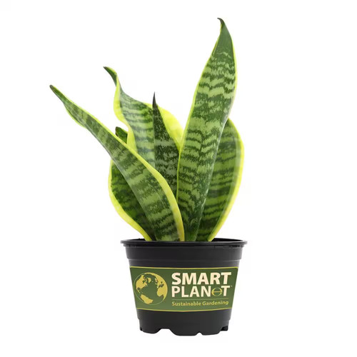 Green and yellow variegated - yellow,