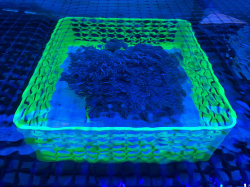 Extra large mushroom - extra, coral