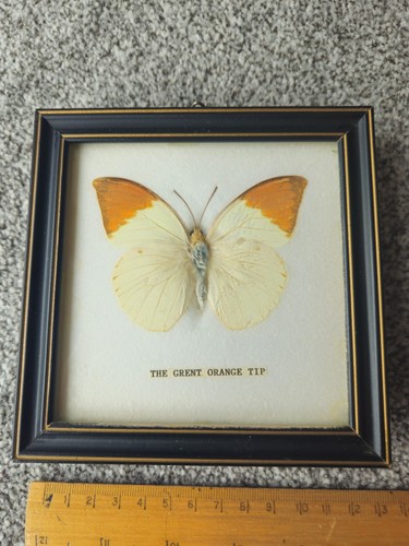 Butterfly taxidermy grent - butterfly,