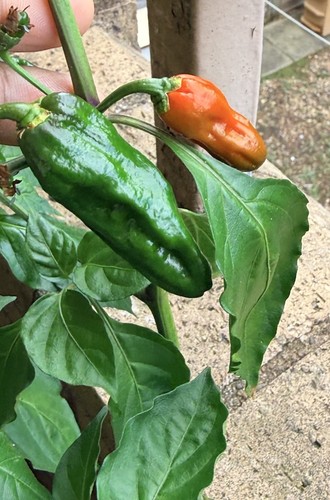 Extra hot naga chili - hot,