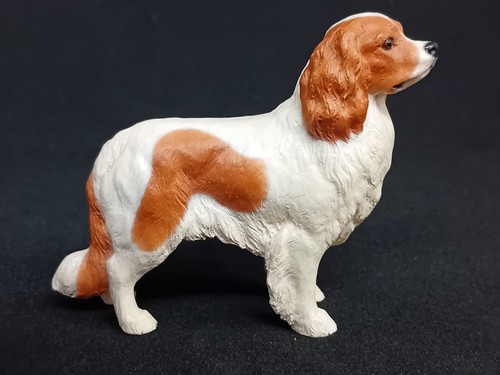 Tand and white king charles - tand,