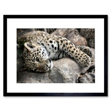 Photo Nature Animal Sleepy Jaguar Big Cat Framed Print 12x16 Inch