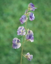 Artificial Lilac Sweet Pea