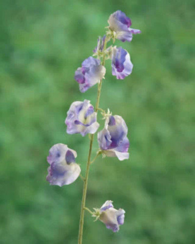 Artificial lilac sweet - artificial,