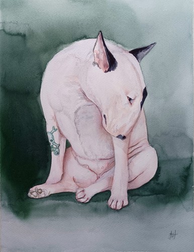 The duchess english bull - duchess,