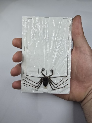 Acanthophrynus coronatus - acanthophrynus,