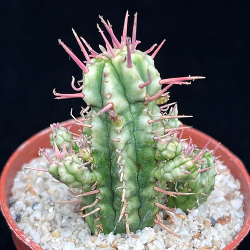 Euphorbia aggregata variagata - euphorbia,