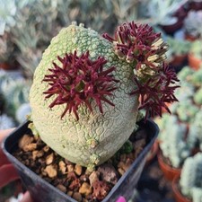 Pseudolithos 🌵❤️😊