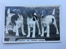 FOX TERRIER PUPPIES -