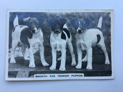 Fox terrier puppies - fox,