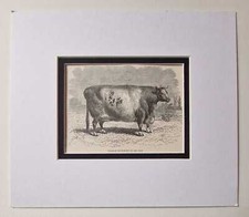 G.M. Durham Shorthorn Bull