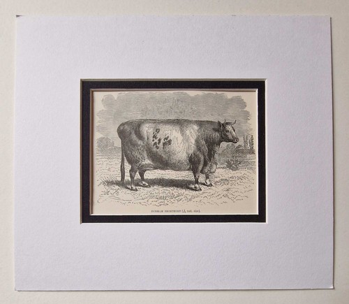 Durham shorthorn bull - g.m.,