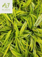 Hakonechloa macra Aureola -
