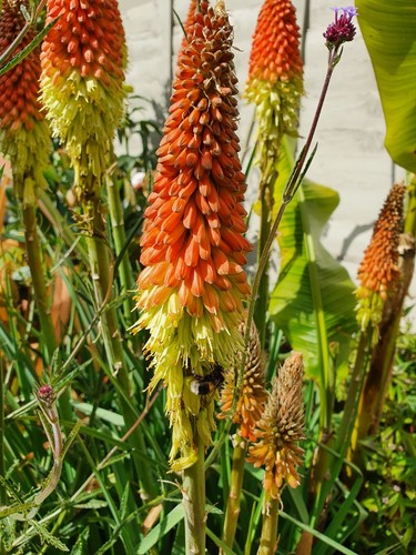 Kniphofia red hot - kniphofia,, red-hot