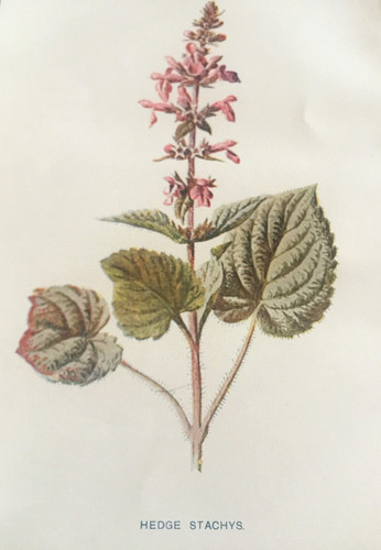 Hedge stachys c1900s botanical - stachys,