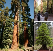 Giant Redwood  | 30+ seeds Sequoiadendron Giganteum | Bonsai | Same Day Dispatch