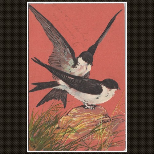Swallows rock bird - swallows,