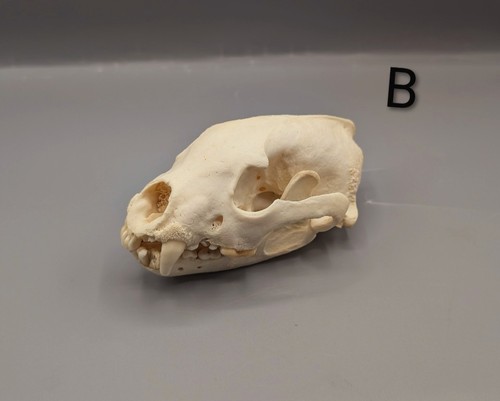 Animal skull taxidermy - skull,,