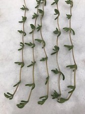 Real hanging succulent - real,