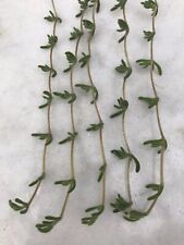 5x REAL Hanging Succulent Indoor Plant Cuttings String of Senecio Pearl Dolphins