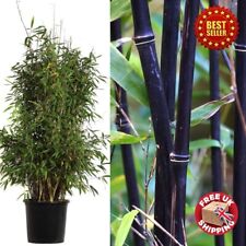 Large 3 - 4 ft Winter Black Stem Fargesia Murieliae Umbrella Bamboo Easy Care