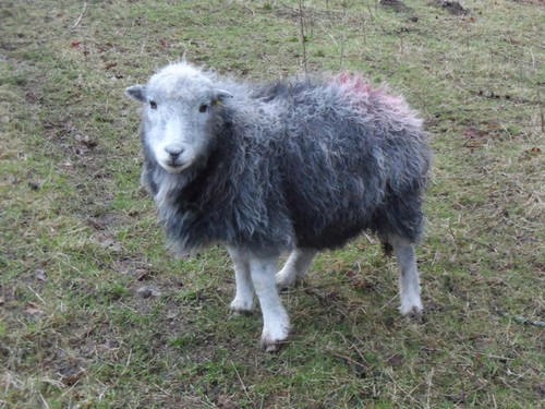 Photo herdwick sheep - photo,