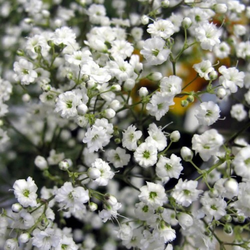 Gypsophila baby s breath - 8,