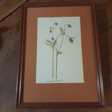 Original Botanical Watercolour