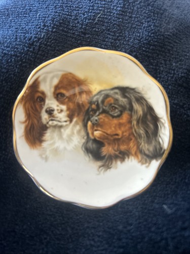King charles cavalier - king,