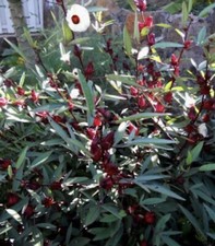 🍃Very Tasty ROSELLA