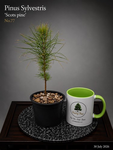 Scots pine bonsai starter tree - scots,