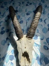 Antique Mountain Goat Skull  Giant 18 Inch Horns